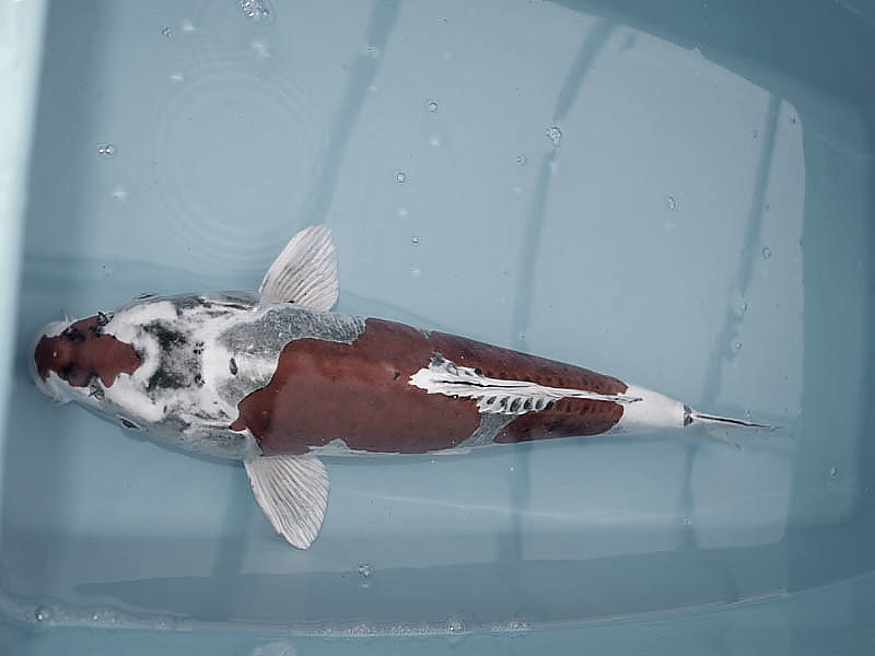 Killikus® Fotographie Killikus® Fotographie